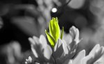 _DSC0475k.jpg
