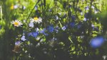 blumen_big.jpg
