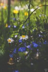 blumen-22.jpg