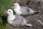 Eissturmvogel.jpg