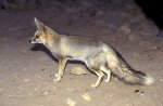 Sandfuchs.jpg
