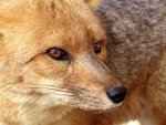Magellanfuchs.jpg