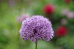 IMGP0633_small.jpg