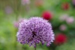 IMGP0634_small.jpg