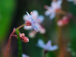DSC_2318.jpg