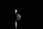 DSC_4998Fsw.jpg