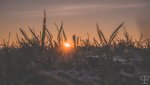 sonnenaufang_im_grass.jpg