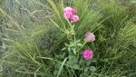 2013-07-19-072.jpg