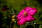 IMG_1244-2.jpg