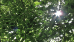 spaziergang_im_wald_by_drwakey-d7jgb6r.png