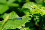 DSC_2429.jpg