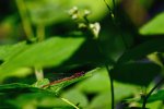 DSC_2433.jpg