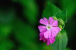 DSC_2476.jpg