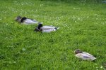 DSC06589_900.jpg