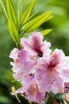 Rhododendron_klein.jpg