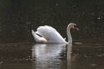 Schwan.jpg