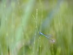 DSC_2579.jpg