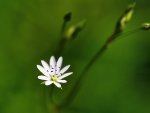 DSC_2581.jpg
