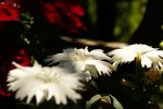 DSC06633_900.jpg