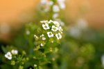FlyPic (2).jpg