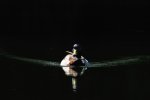 Ente.jpg