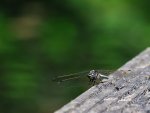 Libelle3.jpg