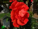 DSC00770 - Kopie.JPG