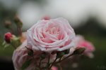 FlyPic (11).jpg
