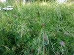 Wildwiese2.jpg