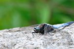 DSC_5601.jpg