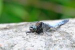 DSC_5606.jpg