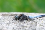 DSC_5612.jpg