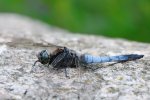 DSC_5616.jpg