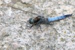 DSC_5619.jpg