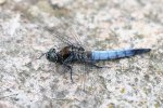 DSC_5629.jpg