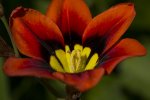 Blume Terrasse.jpg