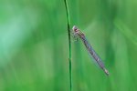 DSC_5744.jpg