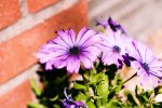 Flowers.jpg