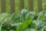 Rikkenon Crop.jpg