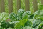Tessar Crop.jpg