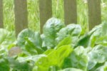 Walimex pro Crop.jpg
