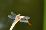 DSC_2656.jpg