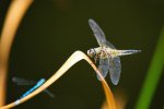 DSC_2672.jpg