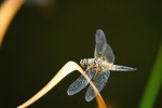 DSC_2676.jpg