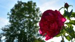 Rose.JPG