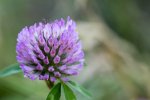 Gartenblume.jpg