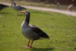 DSC_0106.jpg