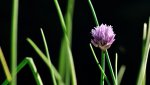 Blume3840-2160.jpg