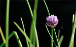 Blume3840-2400.jpg