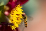 Blume+besuch.jpg